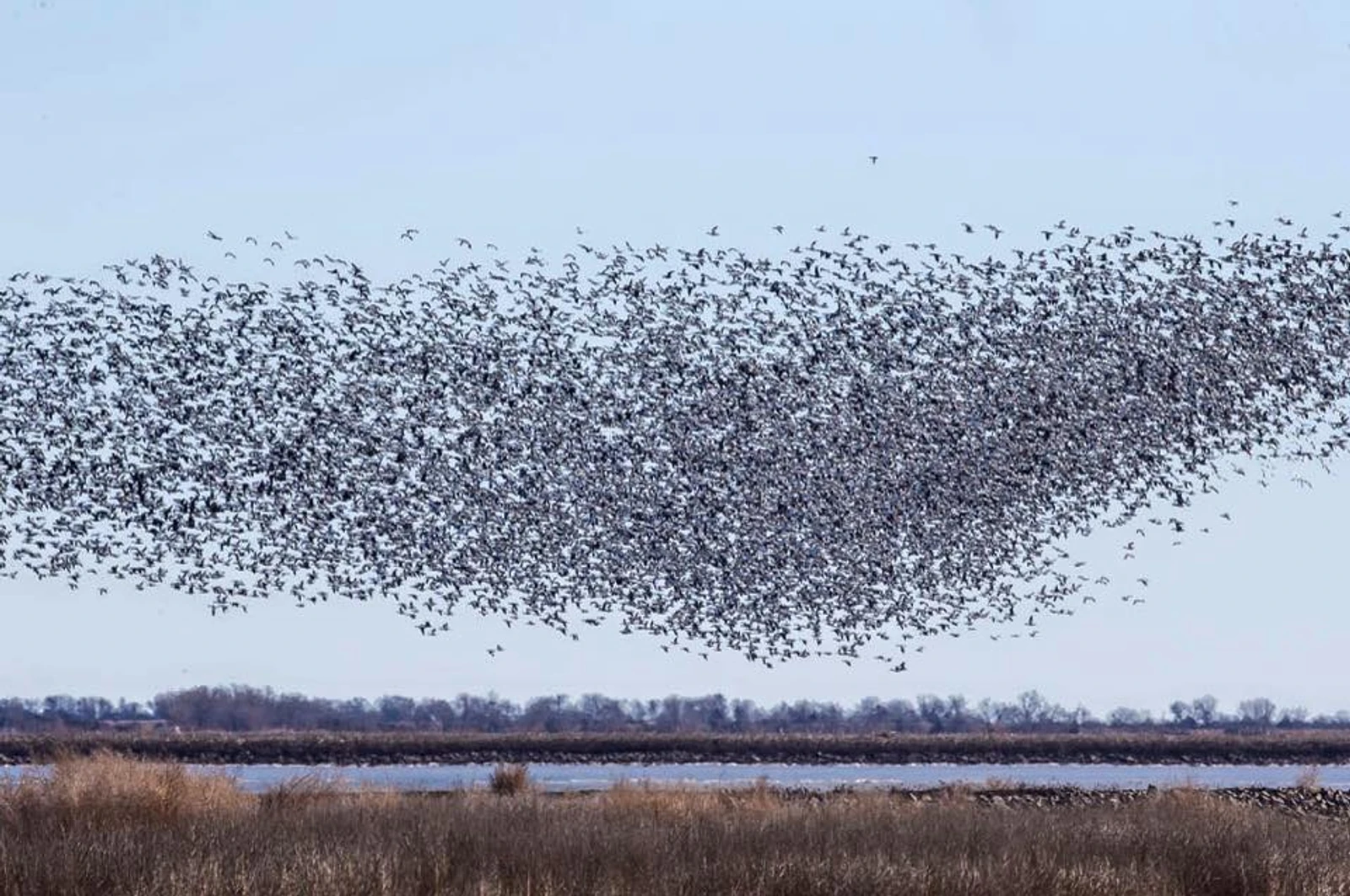 birds overhead